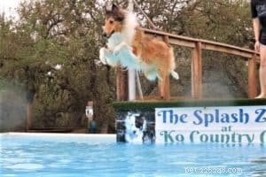 Do Collies Enjoy Swimming? Insights from 600+ Owner Responses