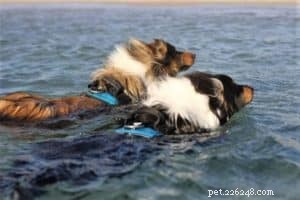 Do Collies Enjoy Swimming? Insights from 600+ Owner Responses