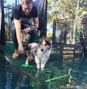 Do Collies Enjoy Swimming? Insights from 600+ Owner Responses
