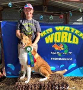 Do Collies Enjoy Swimming? Insights from 600+ Owner Responses