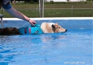 Do Collies Enjoy Swimming? Insights from 600+ Owner Responses