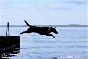 Do Collies Enjoy Swimming? Insights from 600+ Owner Responses