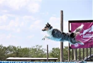 Do Collies Enjoy Swimming? Insights from 600+ Owner Responses