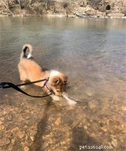 Do Collies Enjoy Swimming? Insights from 600+ Owner Responses
