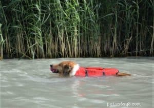 Do Collies Enjoy Swimming? Insights from 600+ Owner Responses