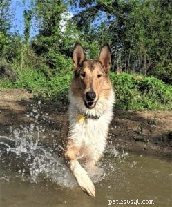 Do Collies Enjoy Swimming? Insights from 600+ Owner Responses