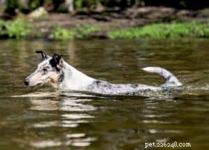 Do Collies Enjoy Swimming? Insights from 600+ Owner Responses