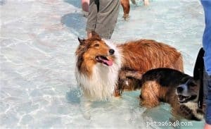 Do Collies Enjoy Swimming? Insights from 600+ Owner Responses