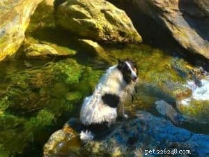 Do Collies Enjoy Swimming? Insights from 600+ Owner Responses