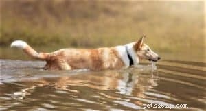 Do Collies Enjoy Swimming? Insights from 600+ Owner Responses