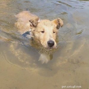 Do Collies Enjoy Swimming? Insights from 600+ Owner Responses