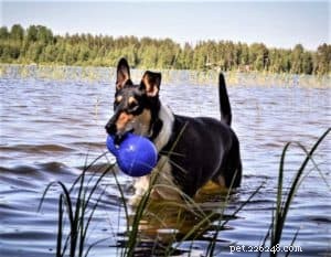 Do Collies Enjoy Swimming? Insights from 600+ Owner Responses
