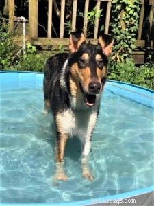 Do Collies Enjoy Swimming? Insights from 600+ Owner Responses