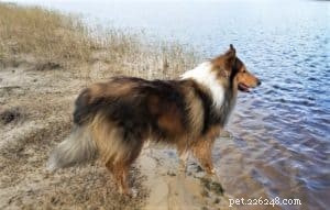 Do Collies Enjoy Swimming? Insights from 600+ Owner Responses