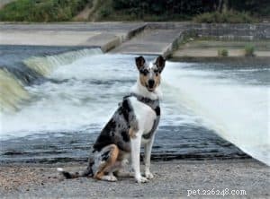 Do Collies Enjoy Swimming? Insights from 600+ Owner Responses