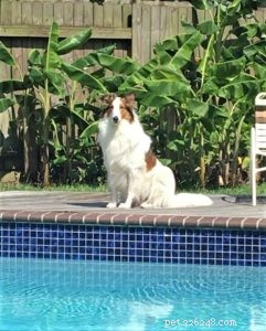 Do Collies Enjoy Swimming? Insights from 600+ Owner Responses
