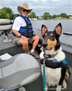 Do Collies Enjoy Swimming? Insights from 600+ Owner Responses
