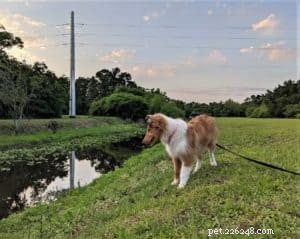 Do Collies Enjoy Swimming? Insights from 600+ Owner Responses