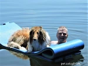 Do Collies Enjoy Swimming? Insights from 600+ Owner Responses