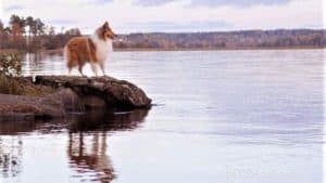 Do Collies Enjoy Swimming? Insights from 600+ Owner Responses