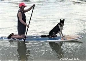 Do Collies Enjoy Swimming? Insights from 600+ Owner Responses