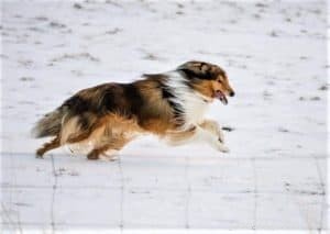 Do Collies Enjoy Swimming? Insights from 600+ Owner Responses