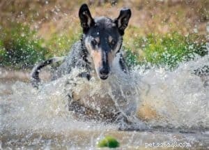 Do Collies Enjoy Swimming? Insights from 600+ Owner Responses