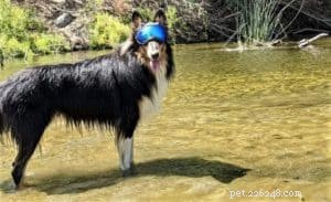 Do Collies Enjoy Swimming? Insights from 600+ Owner Responses
