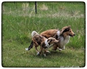 Discover the Scottish Collie: History, Traits, and Why They’re Loved