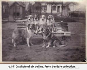 Discover the Scottish Collie: History, Traits, and Why They’re Loved