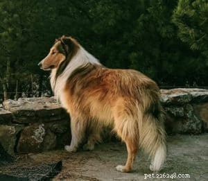 Discover the Scottish Collie: History, Traits, and Why They’re Loved