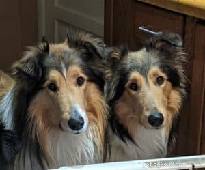 Discover the Scottish Collie: History, Traits, and Why They’re Loved
