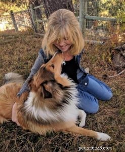 Discover the Scottish Collie: History, Traits, and Why They’re Loved