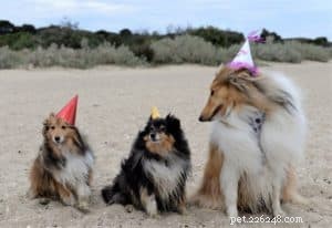 Decoding Collie Genetics: Unveiling the Breed s Evolutionary Origins