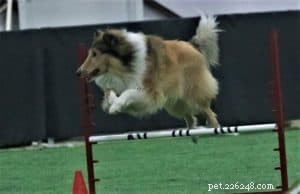 Discover the Scottish Collie: History, Traits, and Why They’re Loved