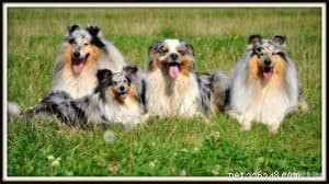 Decoding Collie Genetics: Unveiling the Breed s Evolutionary Origins