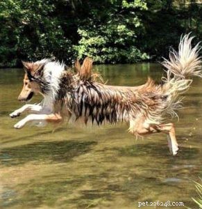 Decoding Collie Genetics: Unveiling the Breed s Evolutionary Origins