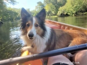 Decoding Collie Genetics: Unveiling the Breed s Evolutionary Origins