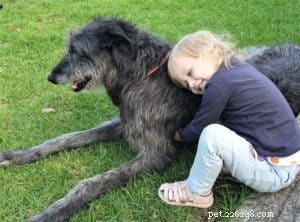 Decoding Collie Genetics: Unveiling the Breed s Evolutionary Origins