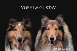 High-Quality, Affordable Pet Portraits: Expert Digital & Canvas Services