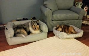 Why Adopting a Rescue Dog Is a Rewarding Choice
