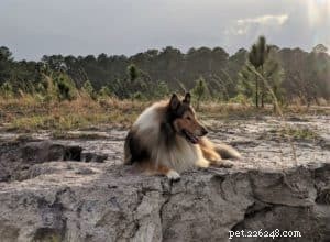 Why Adopting a Rescue Dog Is a Rewarding Choice