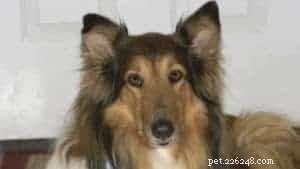 Why Adopting a Rescue Dog Is a Rewarding Choice