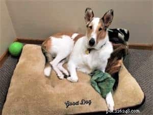 Why Adopting a Rescue Dog Is a Rewarding Choice