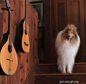 Cody Crazy Hair: The Exceptional Collie You Must Meet
