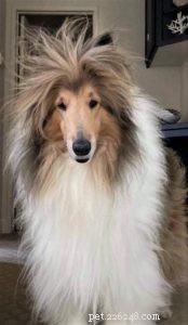 Cody Crazy Hair: The Exceptional Collie You Must Meet