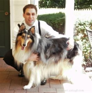 Cody Crazy Hair: The Exceptional Collie You Must Meet