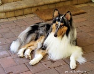 Cody Crazy Hair: The Exceptional Collie You Must Meet