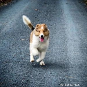 Cody Crazy Hair: The Exceptional Collie You Must Meet