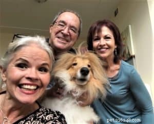 Cody Crazy Hair: The Exceptional Collie You Must Meet